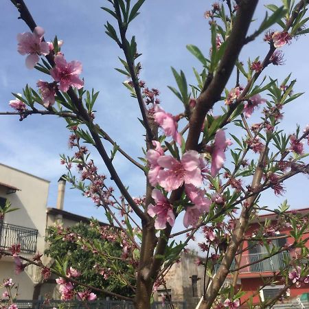 Il Giardino Di Nonno Agostino Bed & Breakfast Castellammare di Stabia Bagian luar foto